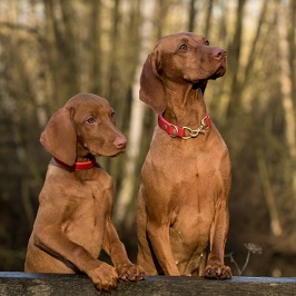 Juguetes y accesorios para mascotas